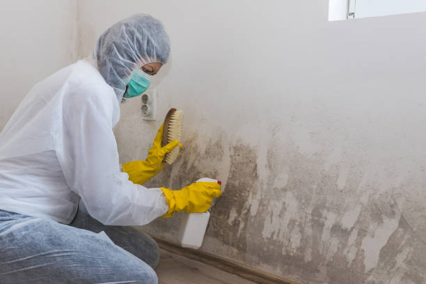 Best Black Mold Removal  in Dowagiac, MI