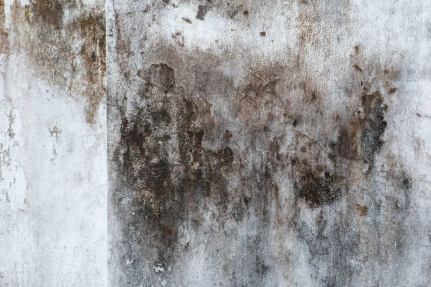 Trusted Dowagiac, MI Mold Removal Experts