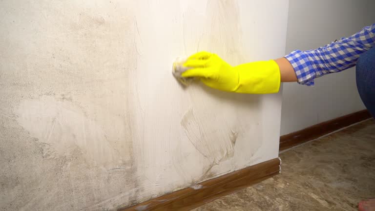 Best Commercial Mold Inspection  in Dowagiac, MI
