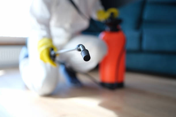 Trusted Dowagiac, MI Mold Removal Experts